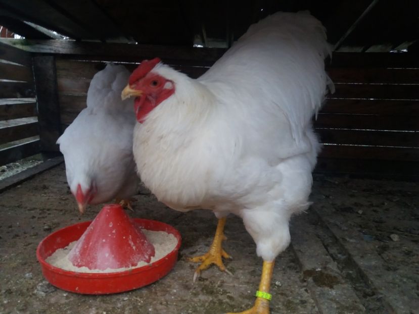  - Wiandotte Alb 2017