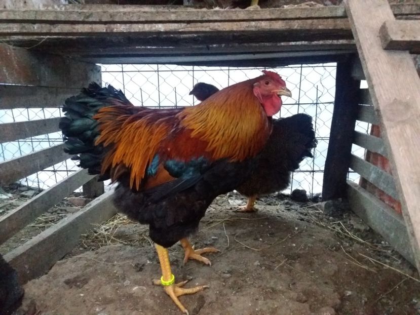  - Wiandotte potarnichiu 2017