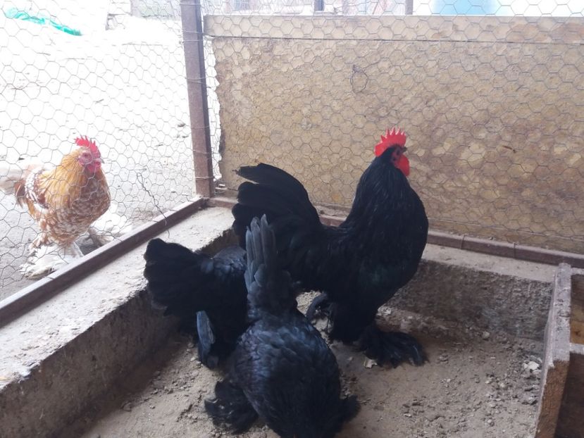  - Gaini matca 2018