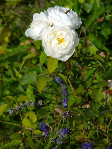 Winchester Cathedral - 2017_10_Octombrie