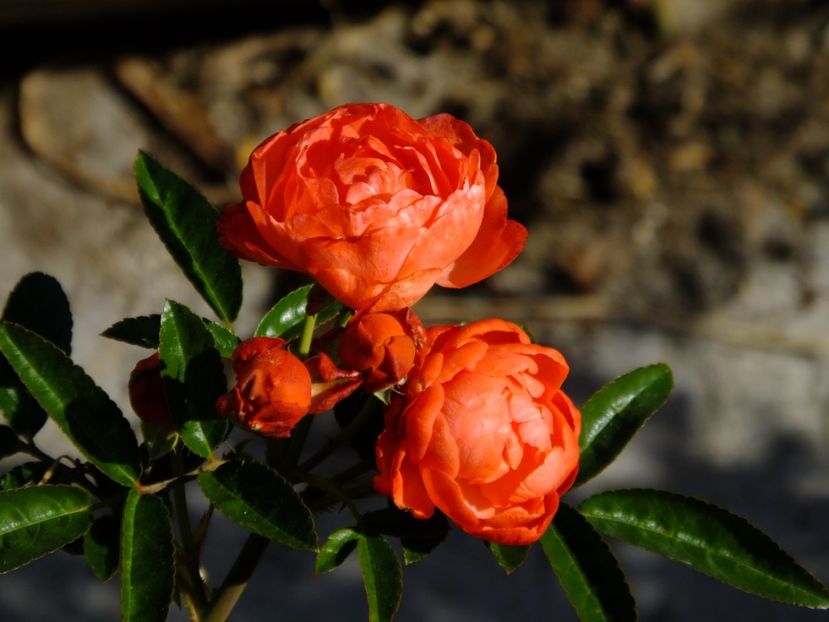 Orange Morsdag - 2017_10_Octombrie