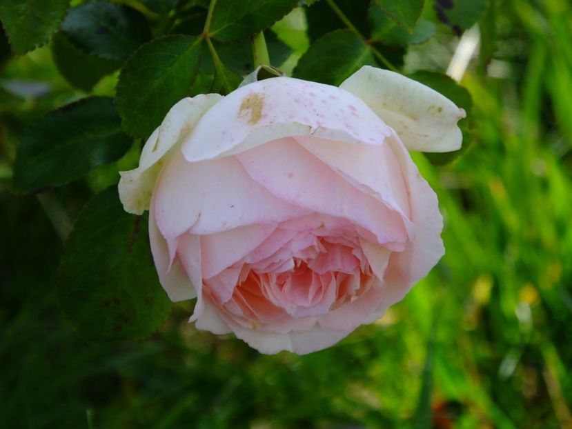 Eden Rose - 2017_10_Octombrie