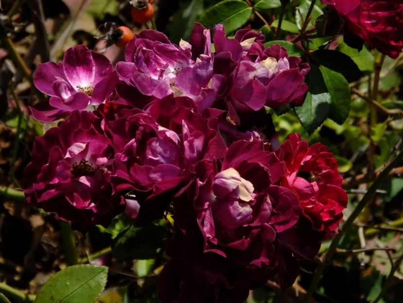 Cardinal Hume - 2017_10_Octombrie