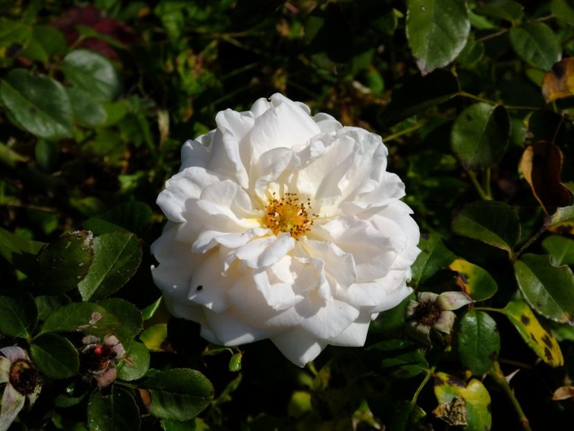 Penny Lane - 2017_10_Octombrie