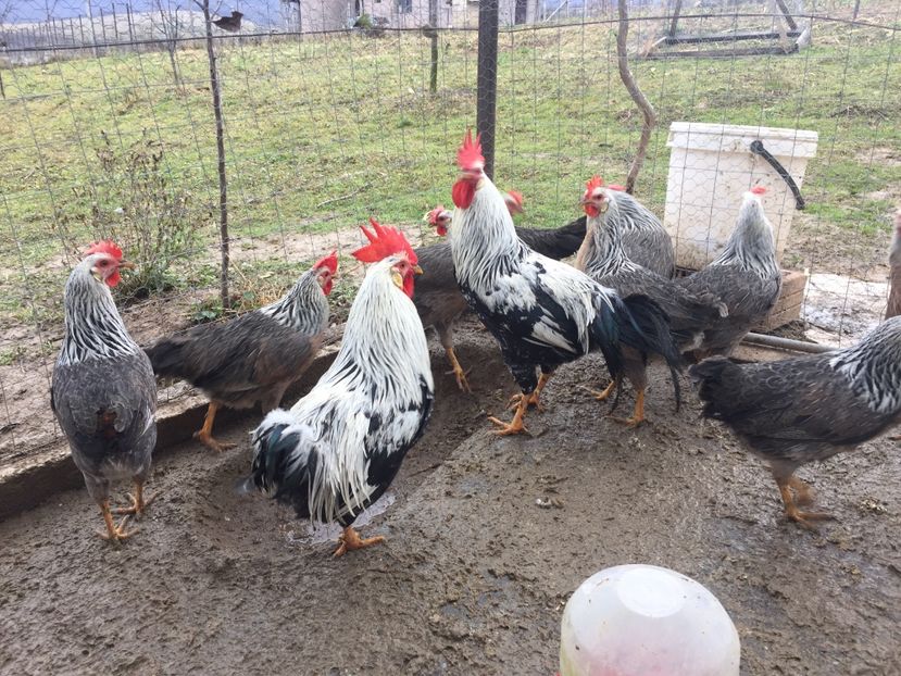 E1FE8F02-8675-40B7-B480-FE776B673677 - Gaini Italian Argintiu