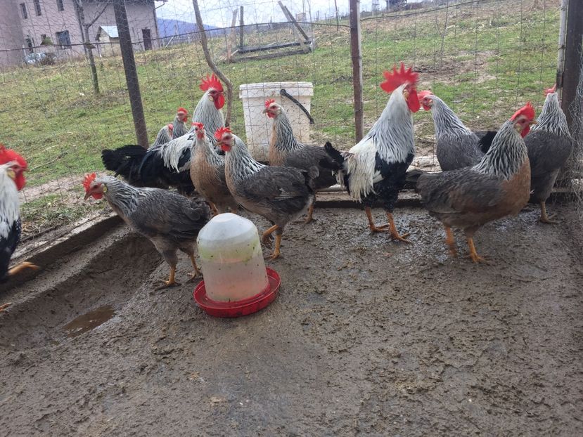 A8FD9CE8-58A2-4805-8F66-518DE14B86DA - Gaini Italian Argintiu