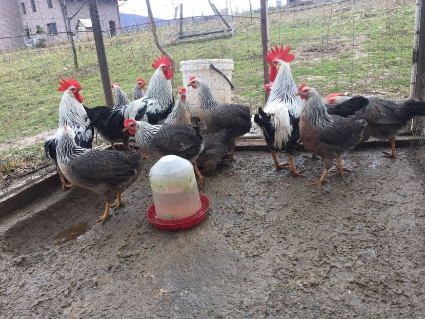 B3717F86-3ACB-414C-A320-ADB03BAE74FD - Gaini Italian Argintiu