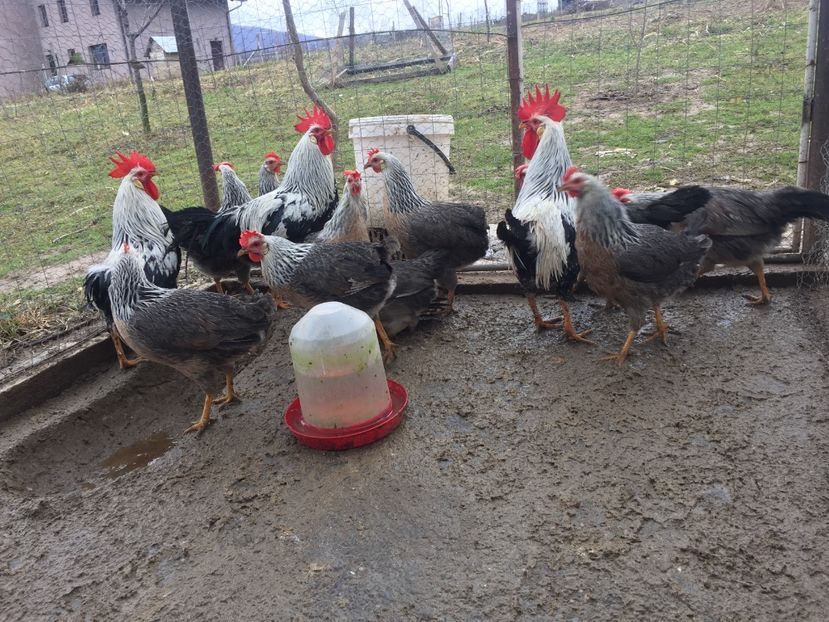 CF2D9357-6CB7-427D-91E2-5B20E08CFFB7 - Gaini Italian Argintiu