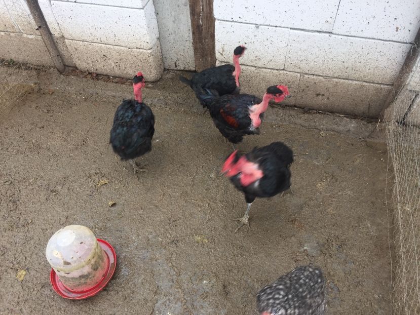 Mai 2017 - Gât golaș de Transilvania negru