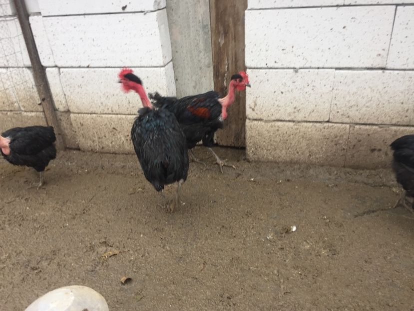 B52C7608-66A4-481E-A01A-66B8AE438B2A - Gât golaș de Transilvania negru