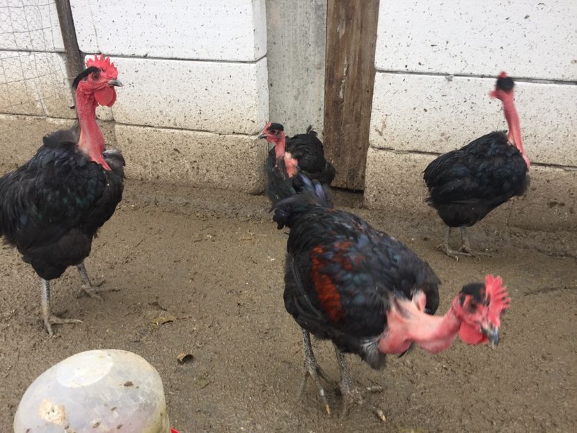 2377EFA6-68D9-418F-8DBF-97A06FC7569F - Gât golaș de Transilvania negru