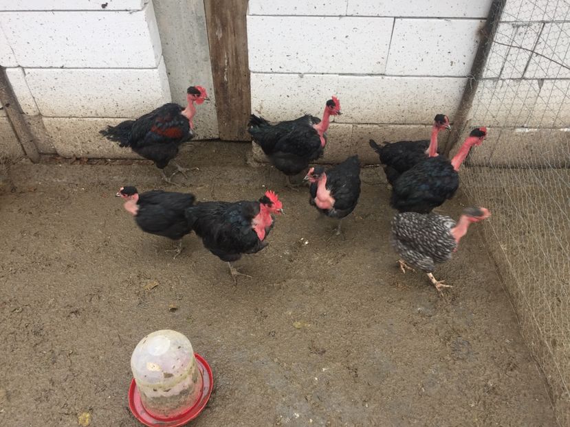 526A5032-DBB0-4AF7-848A-75105373B2D4 - Gât golaș de Transilvania negru