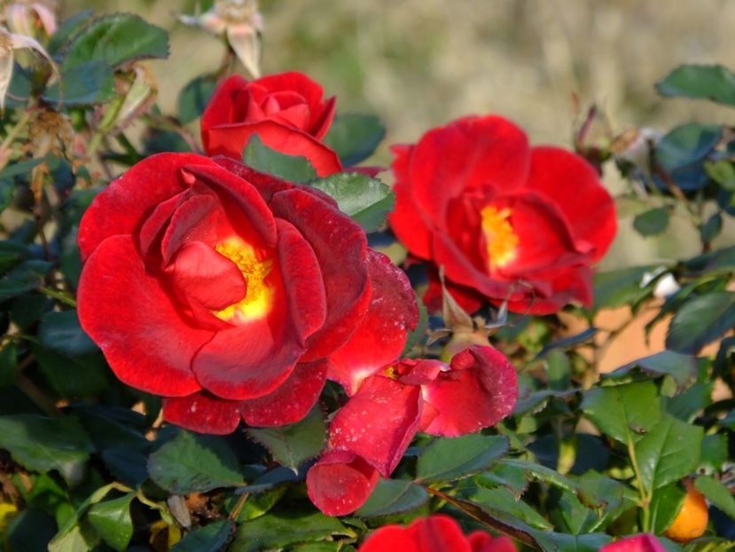 Zeelandia - 2017_10_Octombrie