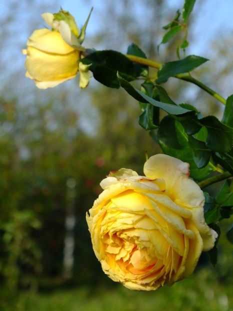 Caramel Antique - 2017_10_Octombrie