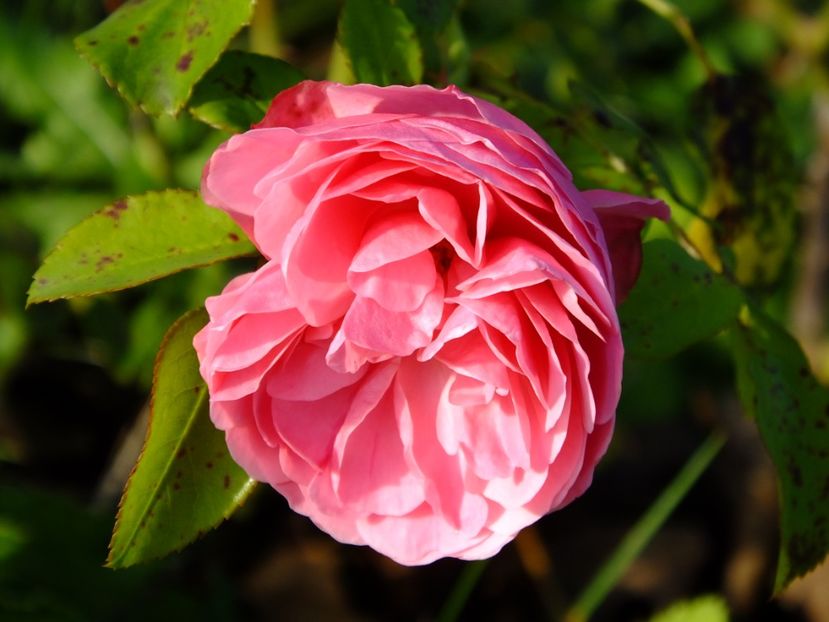 Leonardo da Vinci - 2017_10_Octombrie