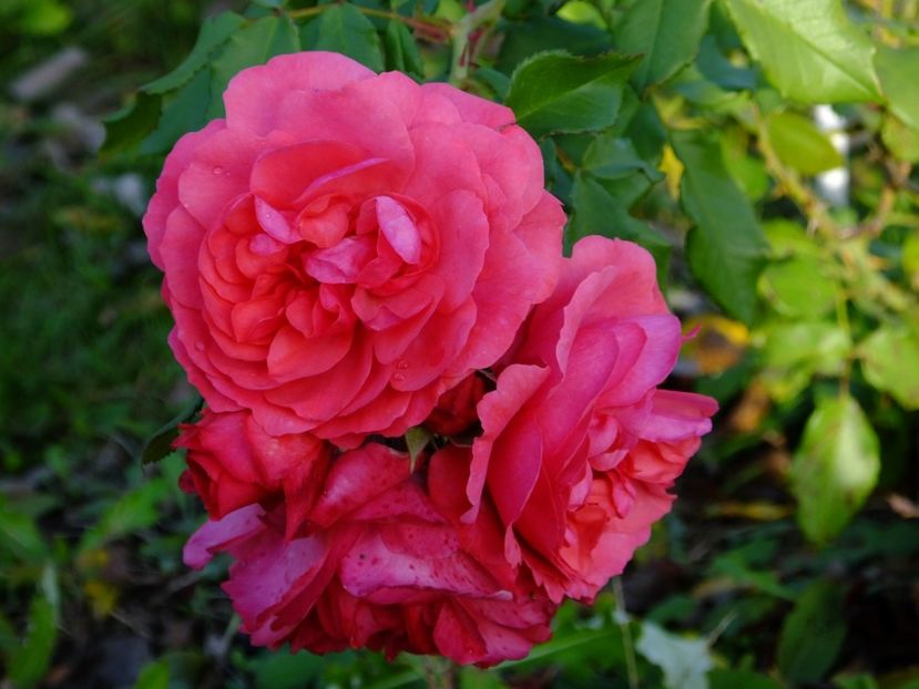 Rosarium Uetersen - 2017_10_Octombrie