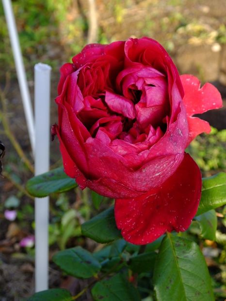 Alain Souchon - 2017_10_Octombrie