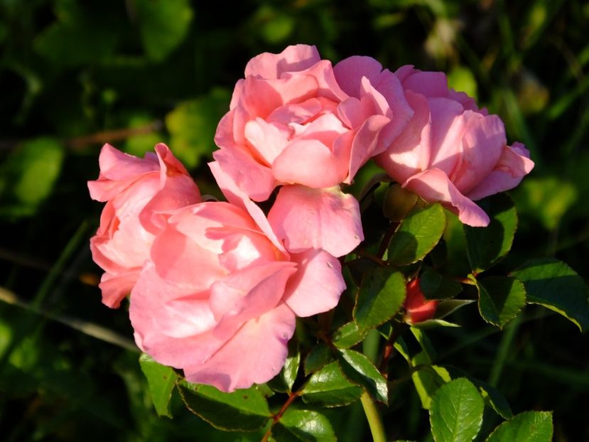 Summerwind - 2017_10_Octombrie