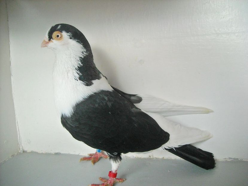 moriscar - jucatori de galati pe negru