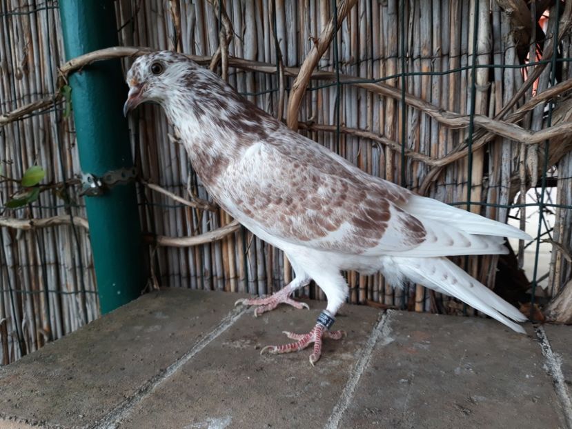 13_1 femela horseman - 2017_Pui