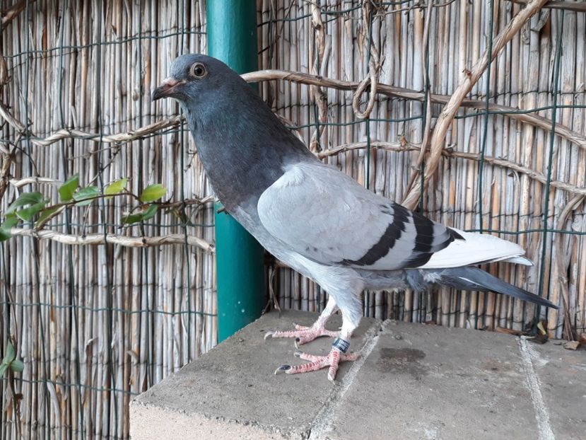 11_1 inel: 44 - 2017_Pui