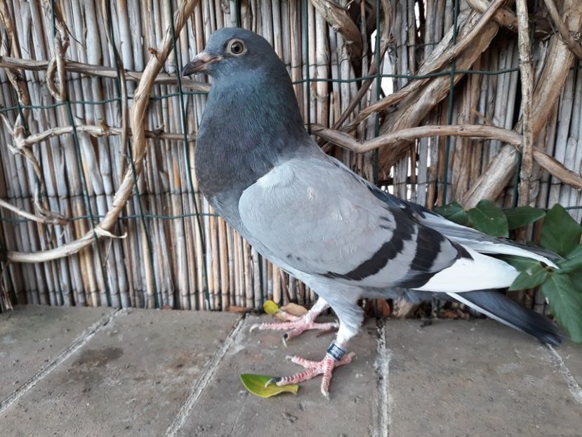 11_1 mascul horseman - 2017_Pui