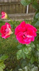  - Toamna 2014-2016-2017