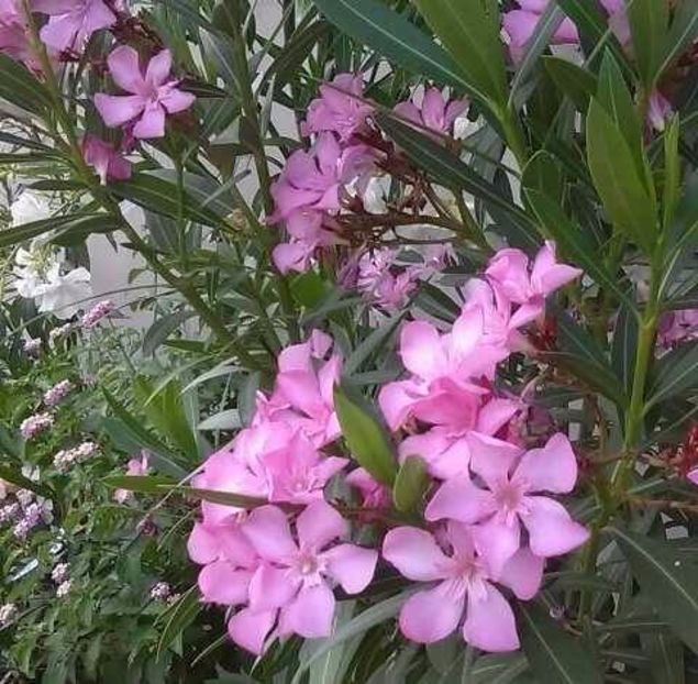  - Toamna 2014-2016-2017