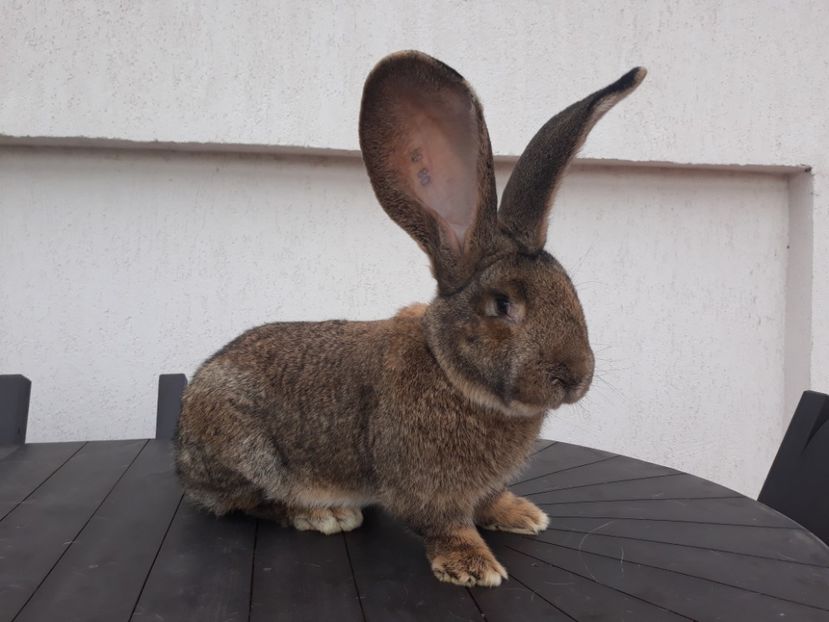 M7 15-12-2017 - M 2 UGGugg 2018-vîndut