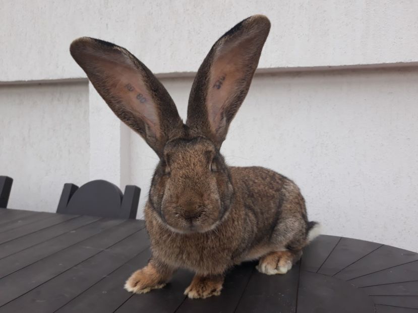 M7 15-12-2017 - M 2 UGGugg 2018-vîndut