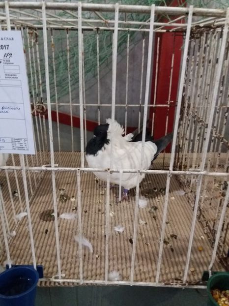  - Calugarite engleze