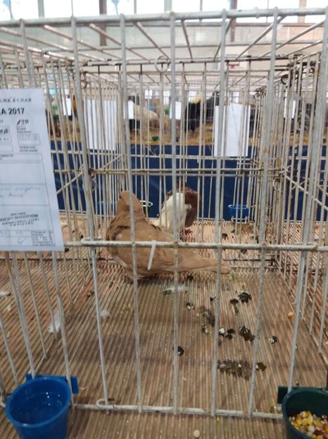  - Pescarusi chinezi 2018