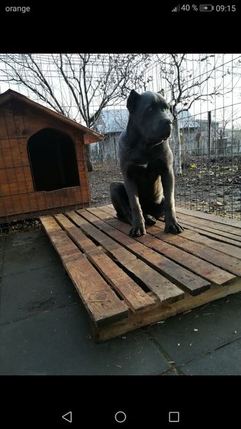 6 luni - CANE CORSO BLUE