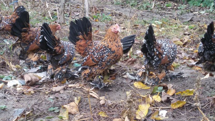 IMG-20171127-WA0020 - Mii de flori portelan