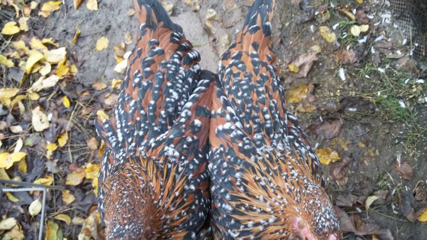 IMG-20171127-WA0010 - Mii de flori portelan