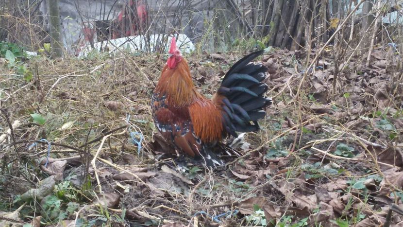 IMG-20171126-WA0080 - Mii de flori portelan