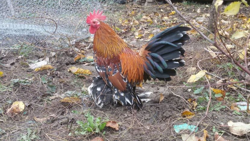 IMG-20171126-WA0085 - Mii de flori portelan