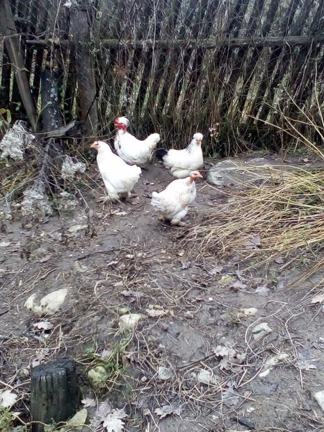 Tineret 2017 - Pitice