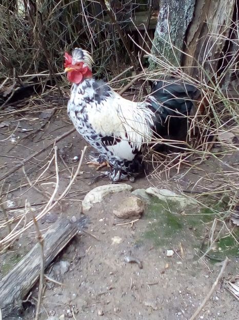 Cocos 1 matca - Pitice