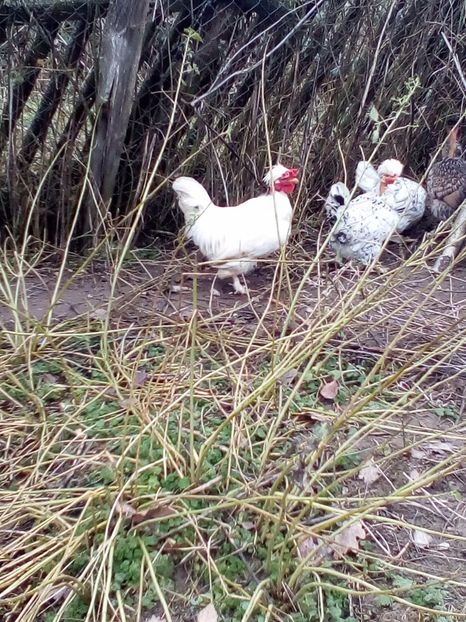 Cocos 2 matca - Pitice