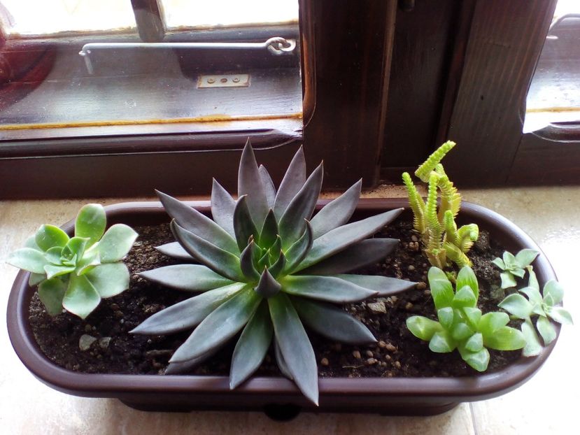  - plantutele mele