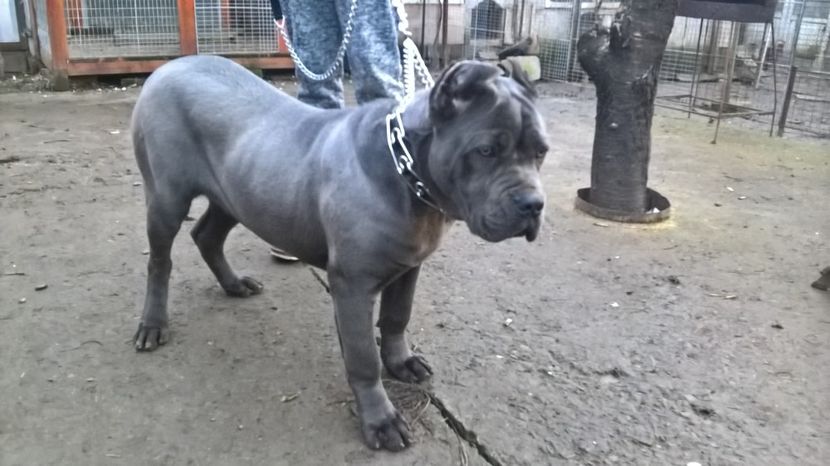 saşa 6 luni - cane corso