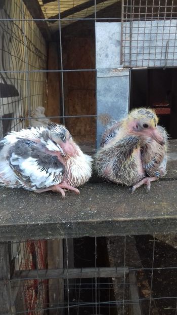 roșu+baltat negru - STRASSER GERMAN MATCA - VÂNDUT