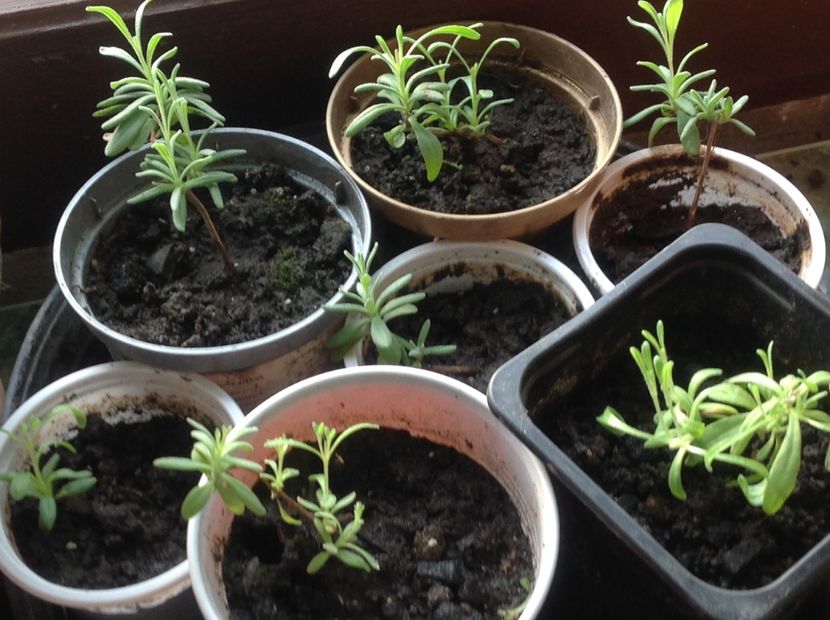  - Butasii de lavanda ciupiți