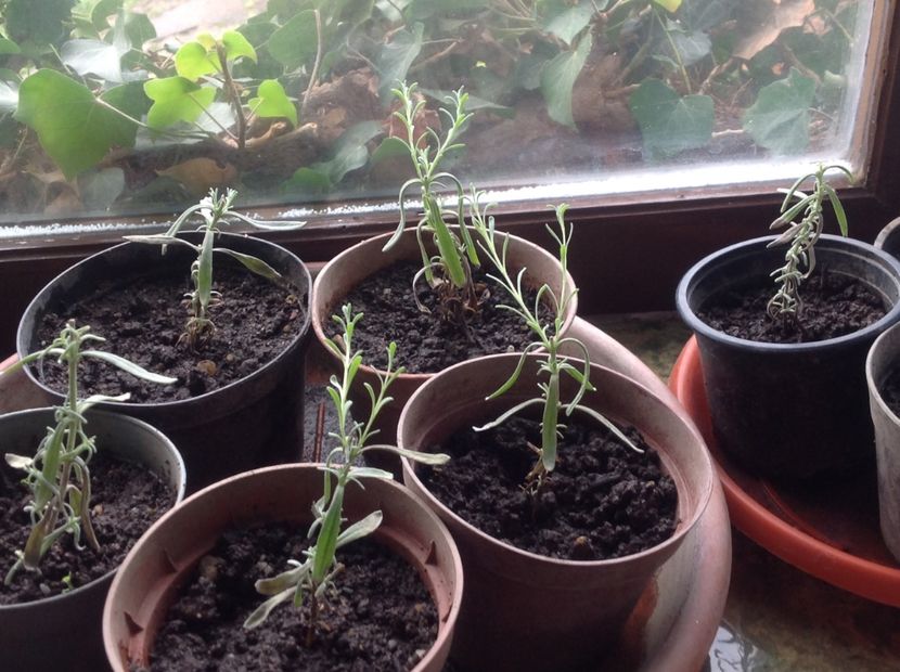  - Butasii de lavanda ciupiți