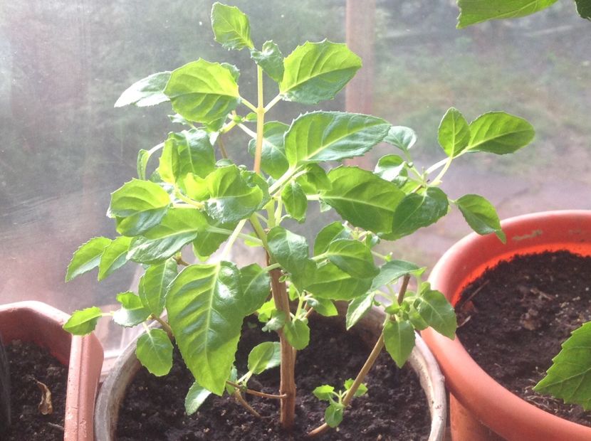 Blue Sarah - Tăiere de igienizare fucsia