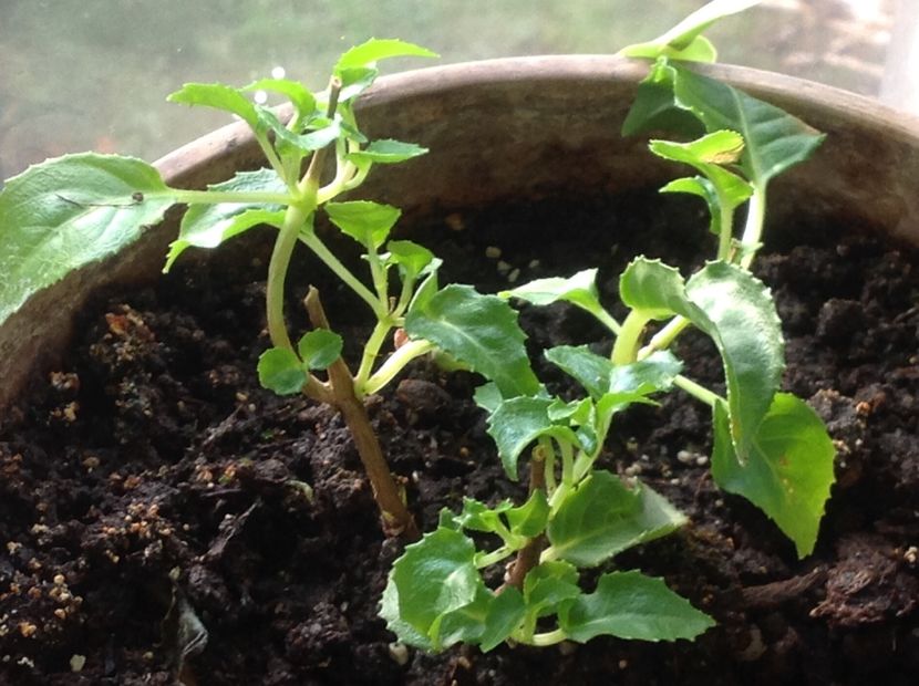 Grande Lorraine - Tăiere de igienizare fucsia