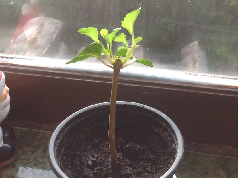  - Tăiere de igienizare fucsia