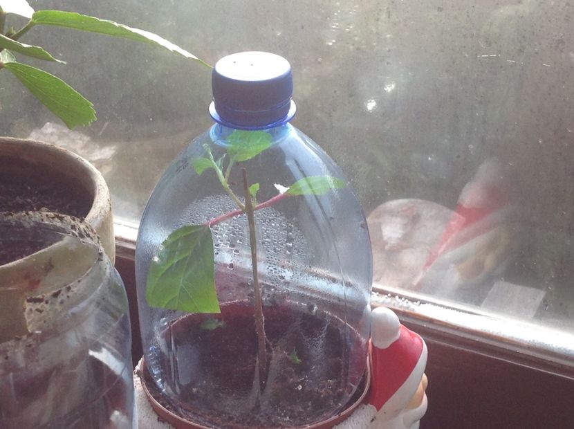  - Tăiere de igienizare fucsia