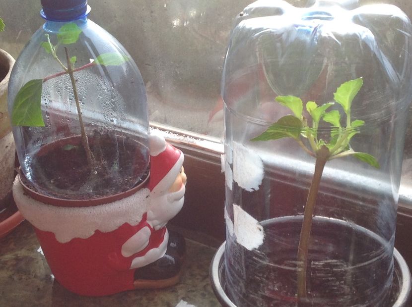  - Tăiere de igienizare fucsia